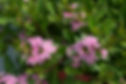 Scaevola Blessing Pink