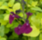 Salvia x jamenisi Golden Rosiene