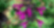 Salvia Bodacious Smokey Jazz