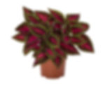 Coleus Main Street Ruby Road