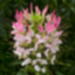 Cleome Sparkler Blush 2.0