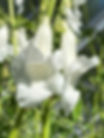 Ceratotheca triloba Alba