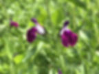 Salvia x jamensis Amethyst Lips