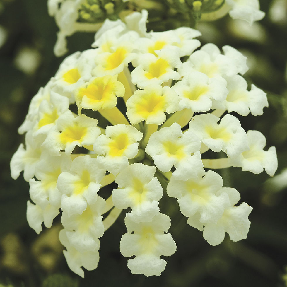 Lantana Bandana White