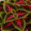 Coleus French Quarter
