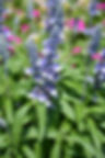 Salvia farinacea Cathedral Shining Sea