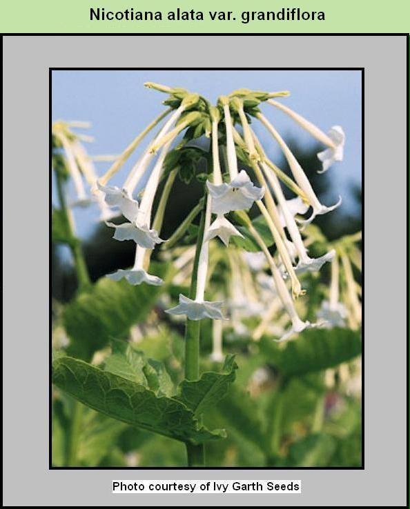 Nicotiana alata Grandiflora