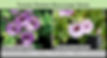 Torenia Summer Wave LargeSeries
