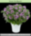 Cleome hyb. Clio Magenta
