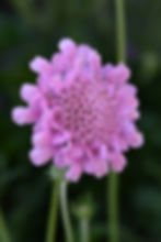 Scabiosa Flutter Rose Pink