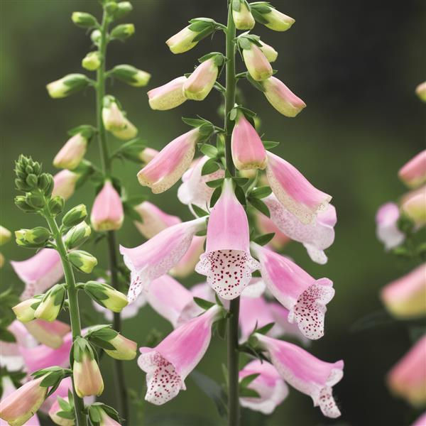 Digitalis Hanabee Pink