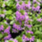 Scaevola Scala Purple Bird