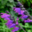 Salvia x garanitica Amigo