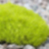 Sagina Lime Moss