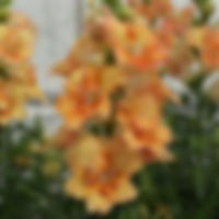 Snapdragon DoubleShot Peach