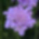 Scabiosa Flutter Deep Blue