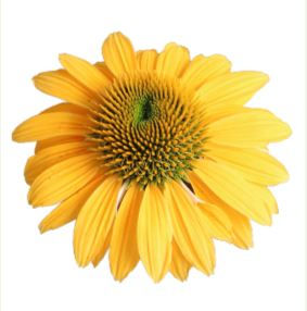 Echinacea PollyNation Yellow