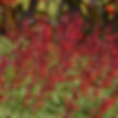 Salvia hyb Roman Red