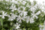 Silene hyb Carol Jean White
