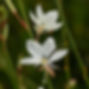 Gaura Belleza White