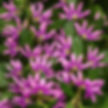 Scaevola Pink Brilliance