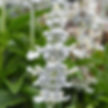 Salvia farinacea Mystical White