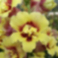 Snapdragon DoubleShot Yellow and Red Heart