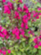 Salvia hyb Pink Pong