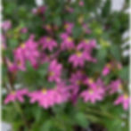 Scaevola Scala Pink Bird