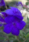 Tibouchina Athens Blue