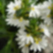 Scaveola Bondi White
