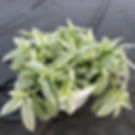 Tradescantia Pistachio White