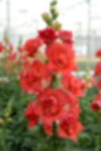 Snapdragon DoubleShot Orange Bicolor