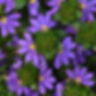 Scaevola Blue Brilliance
