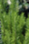 Rosemary Barbecue