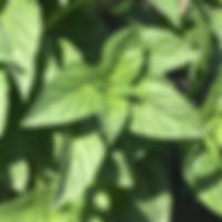 Basil Rutgers DMR Obsession