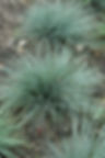 Festuca glauca Festina