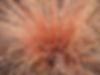 Carex comans Red Rooster