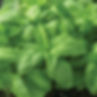 Basil Prospera Italian Large Leaf DMR
