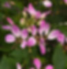 Cleome Lavender Dreams