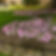 Impatiens Beacon Light Pink