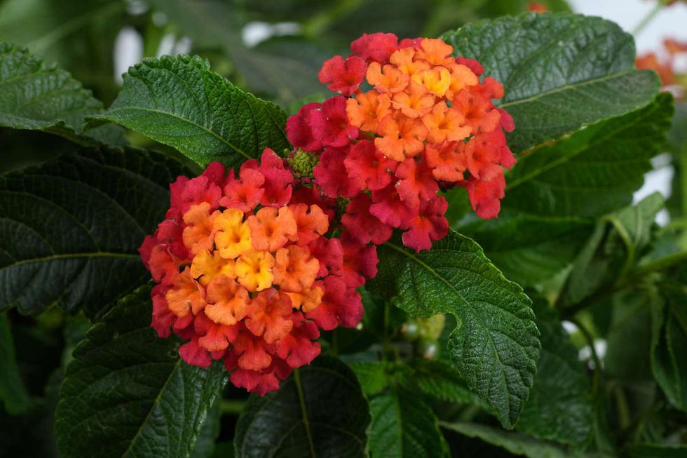 Lantana Gem Ruby