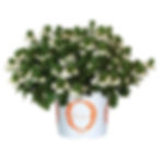 Scaevola Scala Capello White