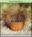 Carex comans Bronco