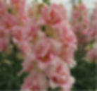 Snapdragon DoubleShot Appleblossom