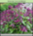 Salvia hyb Love and Wishes