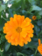 Calendula Cheers Tangerine