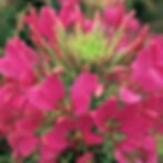 Cleome Sparkler Rose 2.0
