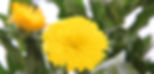 Calendula Cheers Yellow