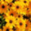 Rudbeckia hirta Sunspot Gold